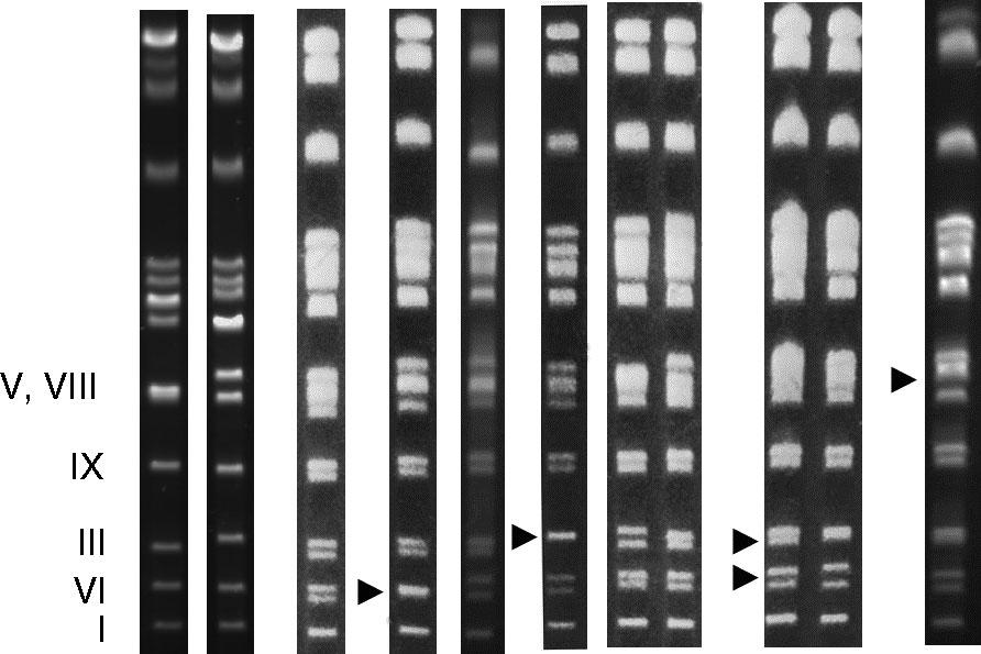 632 D. Schuller et al. Pattern designation KD KD (M2)(M4) K1 K2 K3 K4 K5 K6 K7 Chromosome Figure 3. Electrophoretic karyotyping patterns KD and K1-K7.