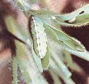 Clover Leaf Weevil