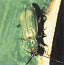 Rootworm Beetle