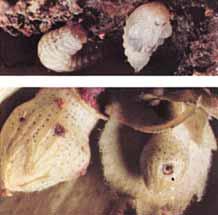 Upper Boll Weevil Punctures Lower