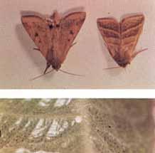Moths 9.
