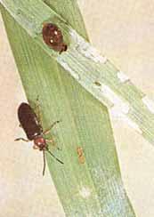 SMALL GRAIN INSECTS For safe
