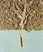 Wheat Stem Maggot 5. Armyworm 9.