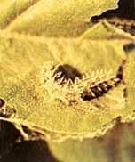 Larvae of Painted Lady (Thistle