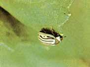 Sunflower Budworm Moth 5.