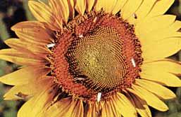 SUNFLOWER INSECTS: II For safe and