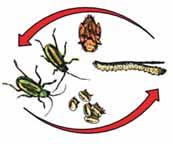 INSECT LIFE HISTORY AND CYCLES late summer and early fall: deposit eggs in soil near roots of corn feed on corn silks and pollen CORN ROOTWORM LIFE HISTORY (for Western and Northern Corn Rootworms)