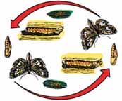 on sap of small grain plants ADULTS (Beetles) emerge July thru April PUPAE pupate in cells in the soil LARVAE (Worms) feed on corn roots for about 30 days eggs hatch in spring (late May to early