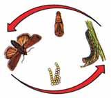 mid-july thru September: feed in tassel and ear of corn or feed on buds, flowers, foilage, and pods of bean plants in oval earthen cells PUPAE late spring or early summer may spend 1 or more winters