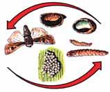 ) Life Cycle: 1 to 4 years (depending on species) deposit eggs in grassy areas or lodged small grains ADULTS (Moths) 2 weeks or longer ARMYWORM LIFE HISTORY EGGS PUPAE in the soil 8 to 10 days LARVAE