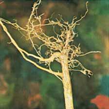Sting nematode damage to roots of