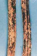 Phytophthora root