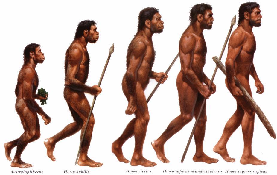 Hominids to Homo Sapiens Homo sapiens appeared around 250,000 years ago Two