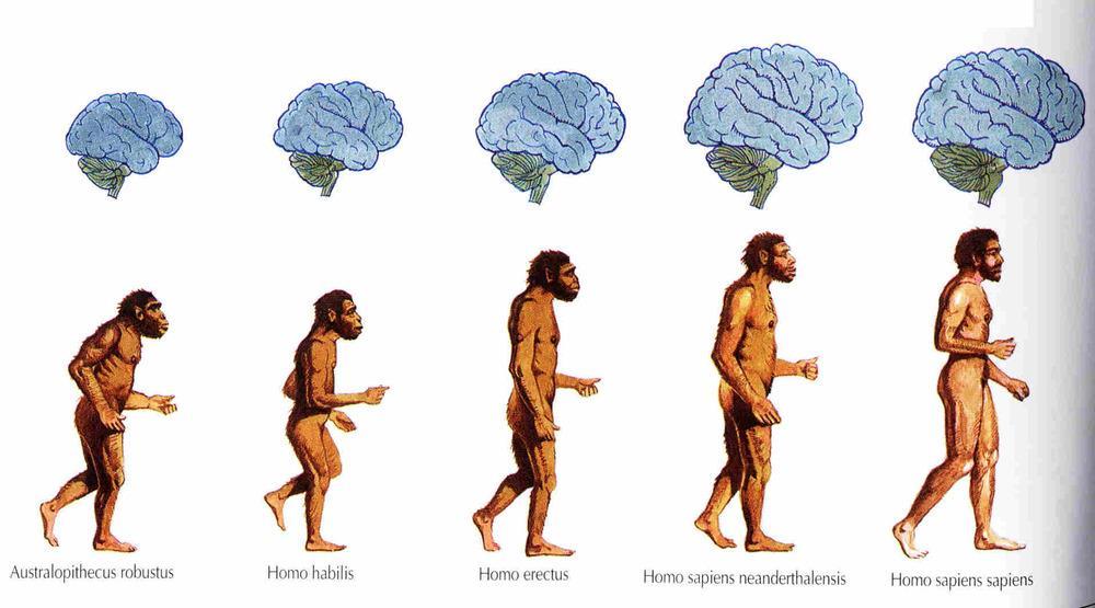 Homo sapiens sapiens Homo sapiens sapiens were first modern humans Appeared in Africa