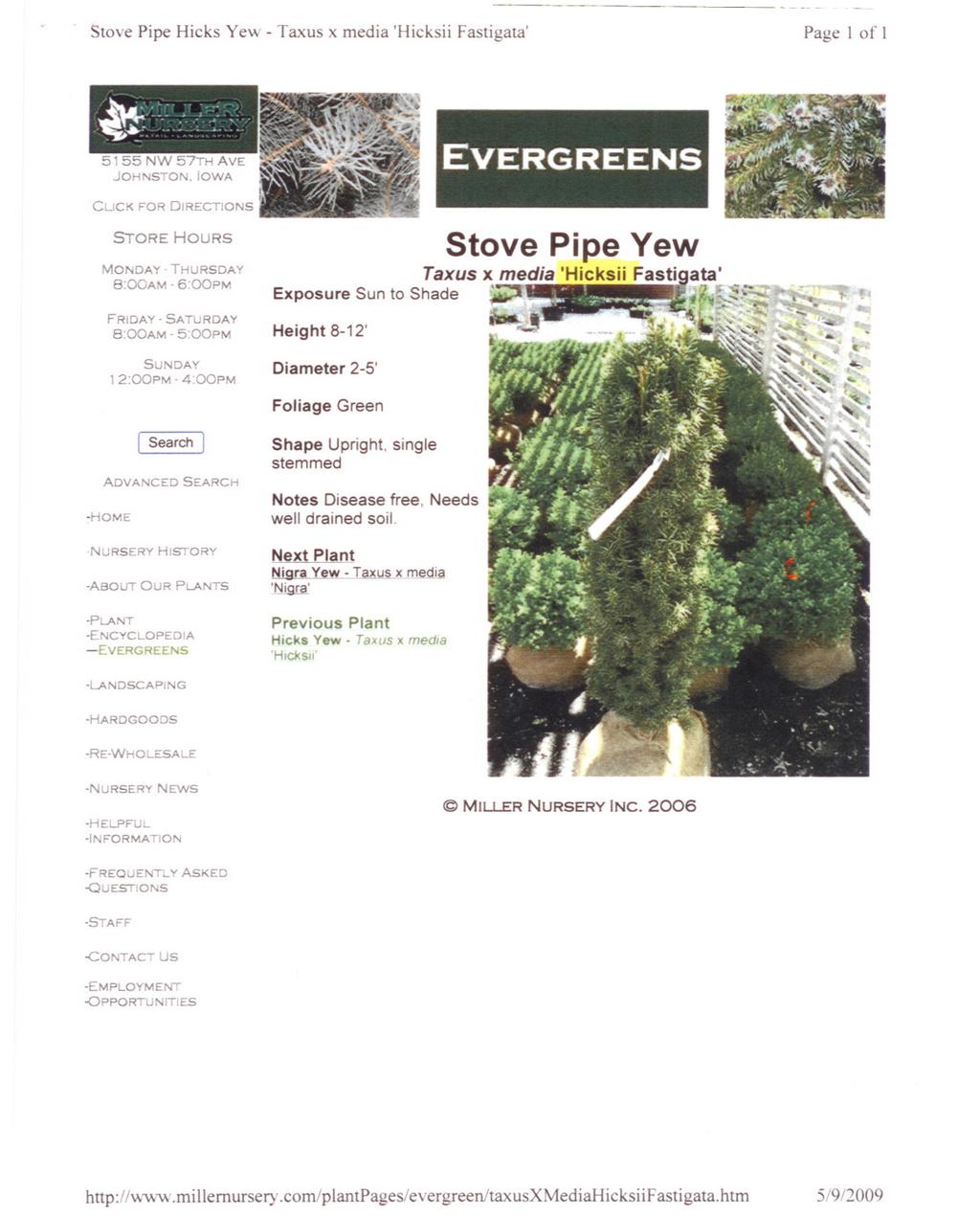 Stove Pipe Hicks Yew - Taxus x media 'Hicksii Fastigata' Page 1 of 1 STORE HOURS MONDAY - THURSDAY 8:00AM - 6:00PM FRIDAY - SATURDAY 8:00AM - 5:00PM,.