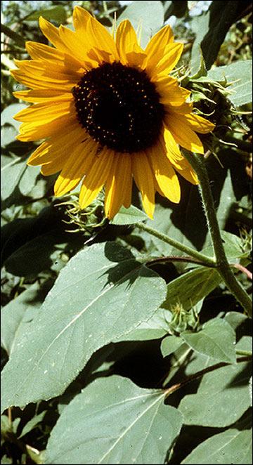 1 of 7 9/1/2010 10:10 AM University of Missouri Extension G4290, Reviewed October 1993 Sunflower: An American Native Robert L. Myers and Harry C.