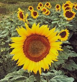 Sun Oil & Meal Exports Oil Exports -- Sunflower oil is the preferred oil in most of Europe, East Europe, Russia, Mexico, countries along the Mediterranean and several South American countries. U.S. sunflower oil exporters can deliver three types of sunflower oil.