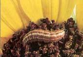 The Boll Weevil of Sunflowers Sunflower Moth Too many growers never knew about this insect before growing, or if they did they sprayed too late It
