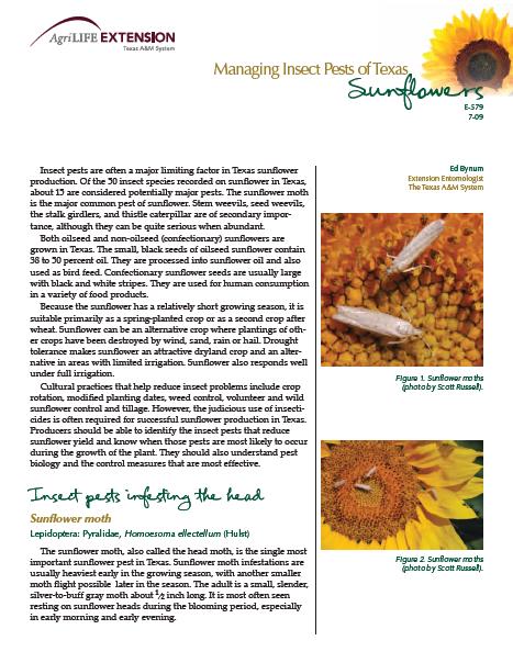 Managing Insect Pests in Texas Sunflower, Dr.