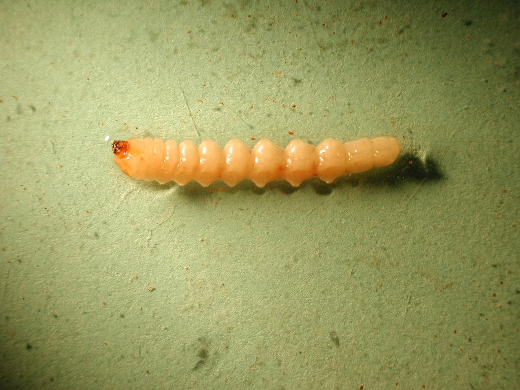 This is the soybean stem borer larvae, about ¾, maybe 1 long that girdles the sunflower