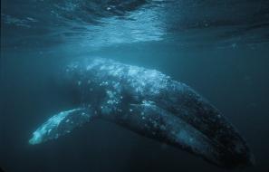 Beginning in October each year, as arctic days get shorter and colder, and food becomes less abundant, the entire population of gray whales heads south.
