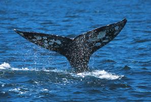 Farther from shore, juvenile whales roughhouse and young adults carry out mating rites.