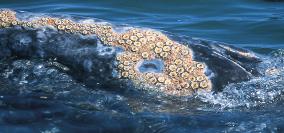 A mature gray whale may carry thousands of barnacles. Three different species of whale lice also get a free ride on gray whales.