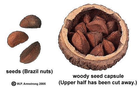 The fruits develop into large woody