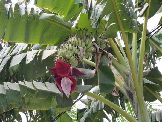 Fruits from Plants Restricted to the Tropics Bananas and their relatives in the genus Musa (Musaceae) are native to eastern Asia and Australia.