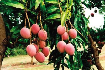 Mangoes were brought from South America to the West Indies in 1742.
