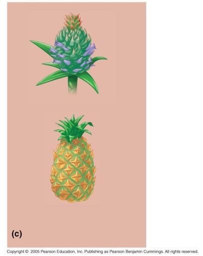 using pineapple motifs in decoration.