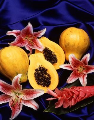 Carica papaya (Caricaceae),