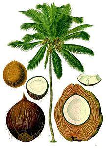 The original hypothesis was that coconuts are