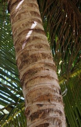 Coconut palms are