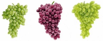 Table Grapes 1. California grows approximately 97% of U.S. market. 2. U.S. is a net importer of table grapes. Chile (approx. 67%) and Mexico (approx. 30%) source of imports. 3. 80% of U.S. market is seedless.