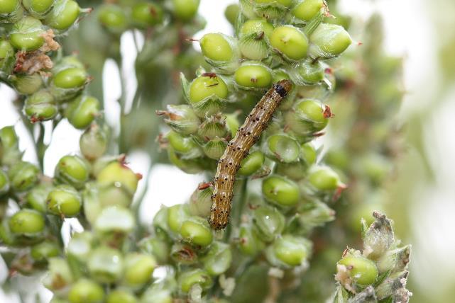 Corn Earworm / Fall Armyworm Threshold in Sorghum Heads Old Treat when 2 small larvae or 1 larger larvae (> ½