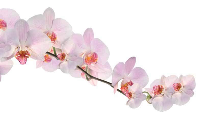 SWALLOW Orchid - Full Range - White Orchid Sauvignon Blanc
