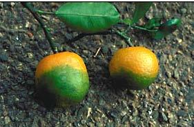 Decreased fruit size Poor color - often