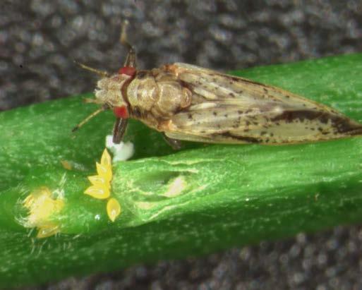 Adult psyllids usually feed on the underside of leaves (2-4 mm) When feeding, they tip their body at a 45 o angle Asian citrus psyllid