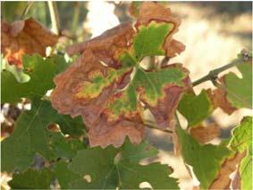 Page 4 Texas Winegrower Volume 1, Issue 1 The Continuing Threat of Pierce s Disease Jacy L.