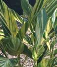 Color: Yellow-green variegated or bright green leaves, pink bloom Calathea