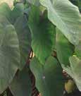 Color: Green, gold, lime, red or variegatd leaves Dracaena d. Janet Craig Dracaena d. Warneckii Dracaena f.