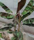 Color: Green, red, lime, or Phormium NEW ZEALAND FLAX Upright plant with spiky