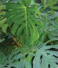 Color: Green, variegated gold or variegated white leaves Palm Popular in warmer