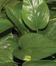 Pothos A popular easy care vine with heart shaped leaves.