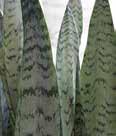 large, glossy, pointed oval leaves.