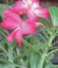 Adenium obesum DESERT ROSE A tropical shrub known for its longevity and resistance to dry