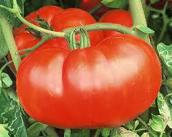 Magnum (80-85 days) Large red mid-season beefsteak with good shape and no flaws.