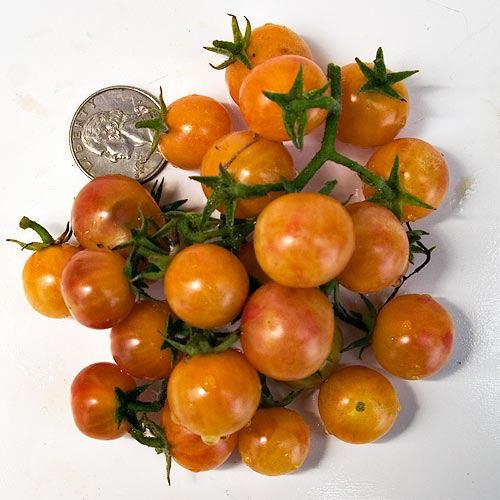 Amy's Apricot (74 days) New for 2014! A favorite at our last Tomato Tasting, Amy's popularity ensured her a spot in this year's sale. The gold fruit are ¾ inch.