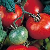 Ethel Watkin's Best (70 days) Originally from Australia, this tomato has a unique flavor when